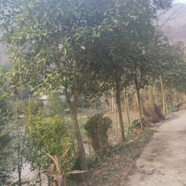 桂花树银杏树。