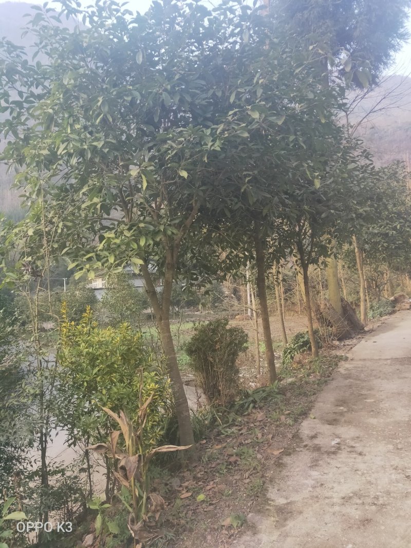 桂花树银杏树。
