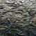 水库淡水养殖大青鱼批发