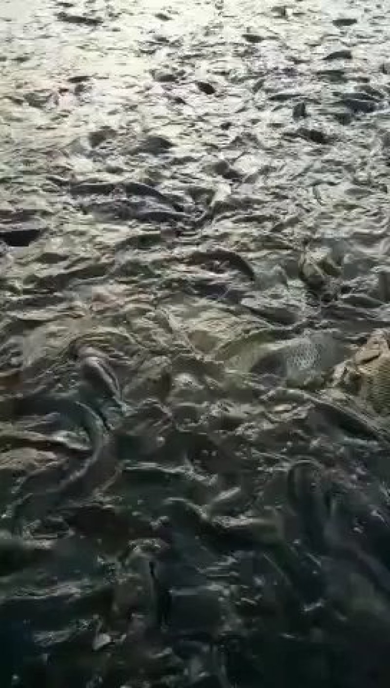 水库淡水养殖大青鱼批发