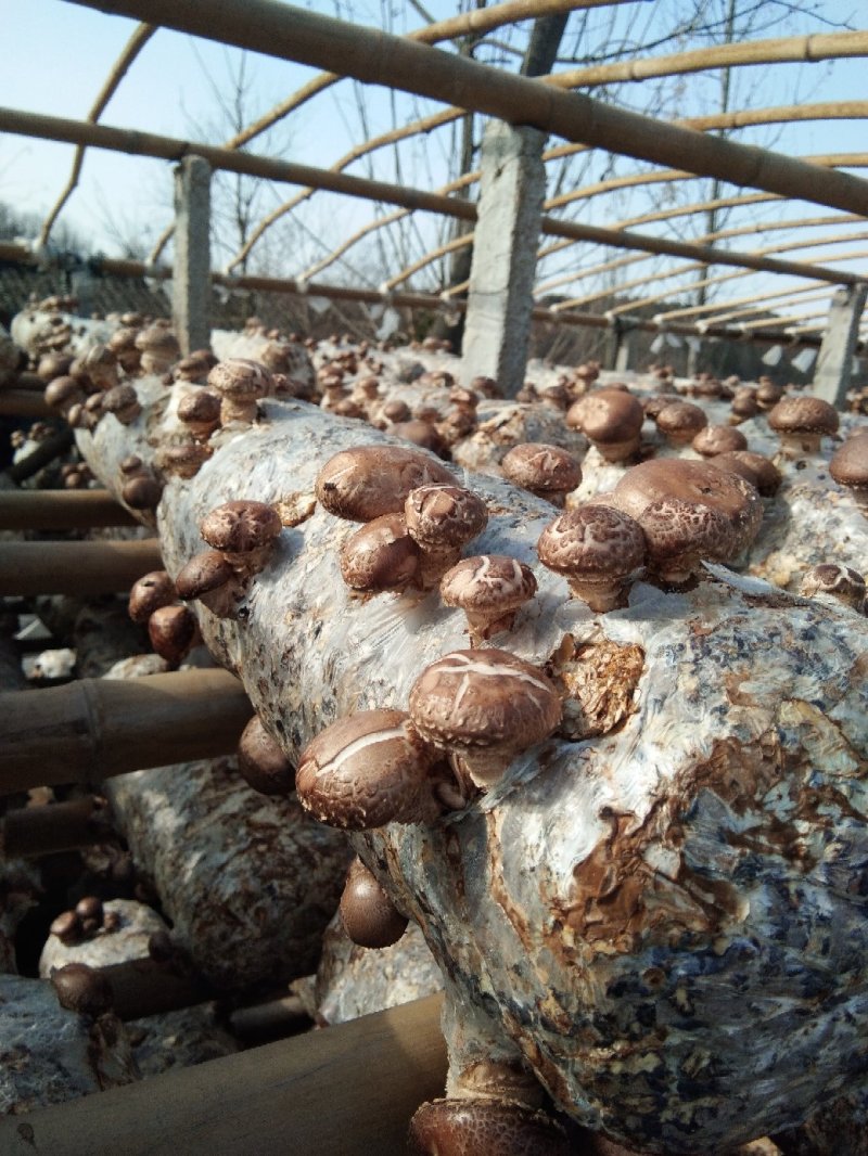 湖北香菇菌棒，货源充足，春栽，秋栽冬收品质保证欢迎咨询