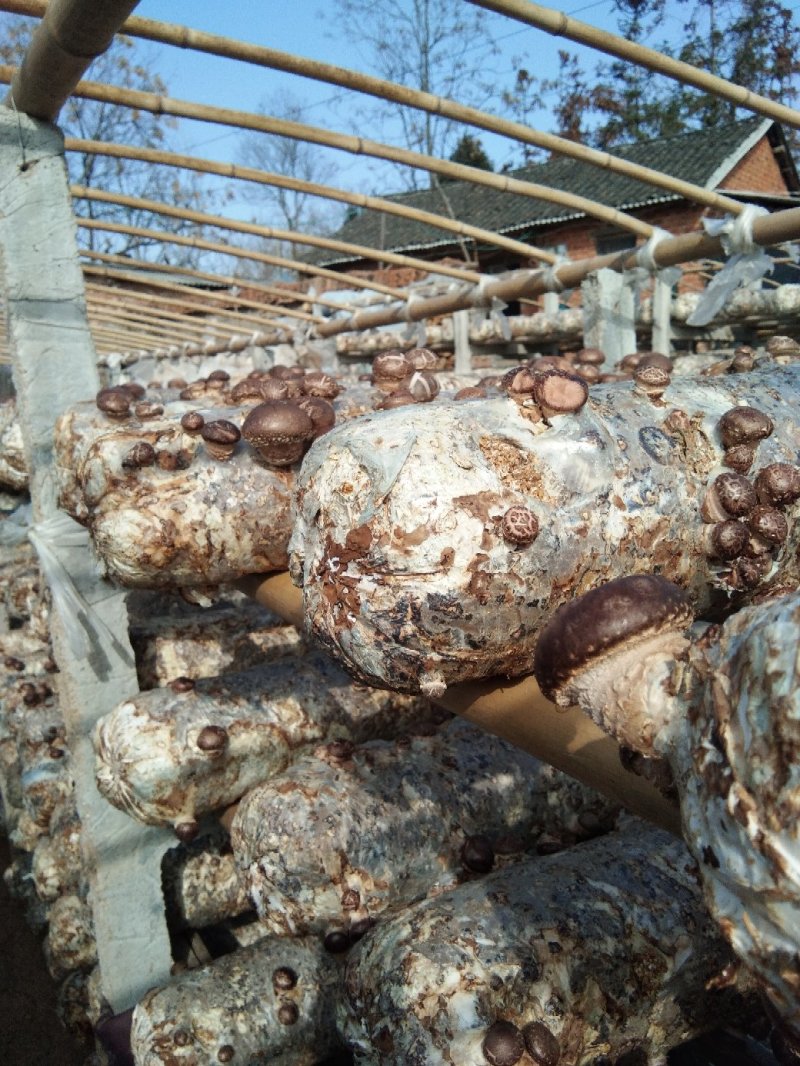 湖北香菇菌棒，货源充足，春栽，秋栽冬收品质保证欢迎咨询