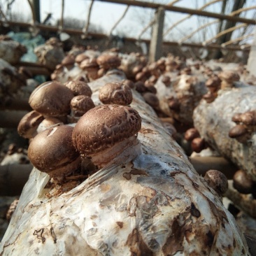 湖北香菇菌棒,货源充足,春栽,秋栽冬收品质保证欢迎咨询
