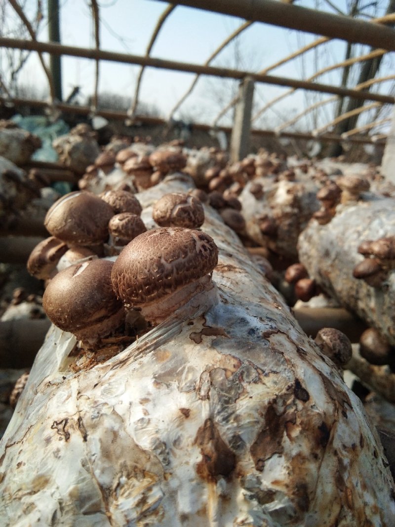 湖北香菇菌棒，货源充足，春栽，秋栽冬收品质保证欢迎咨询