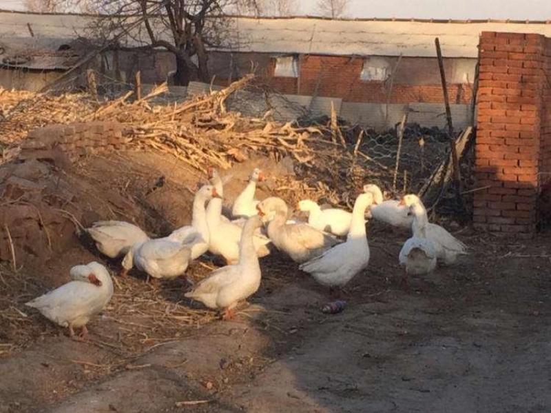 鹅，白条鹅，东北黑龙江省绥化市安达市当地大鹅，保质量