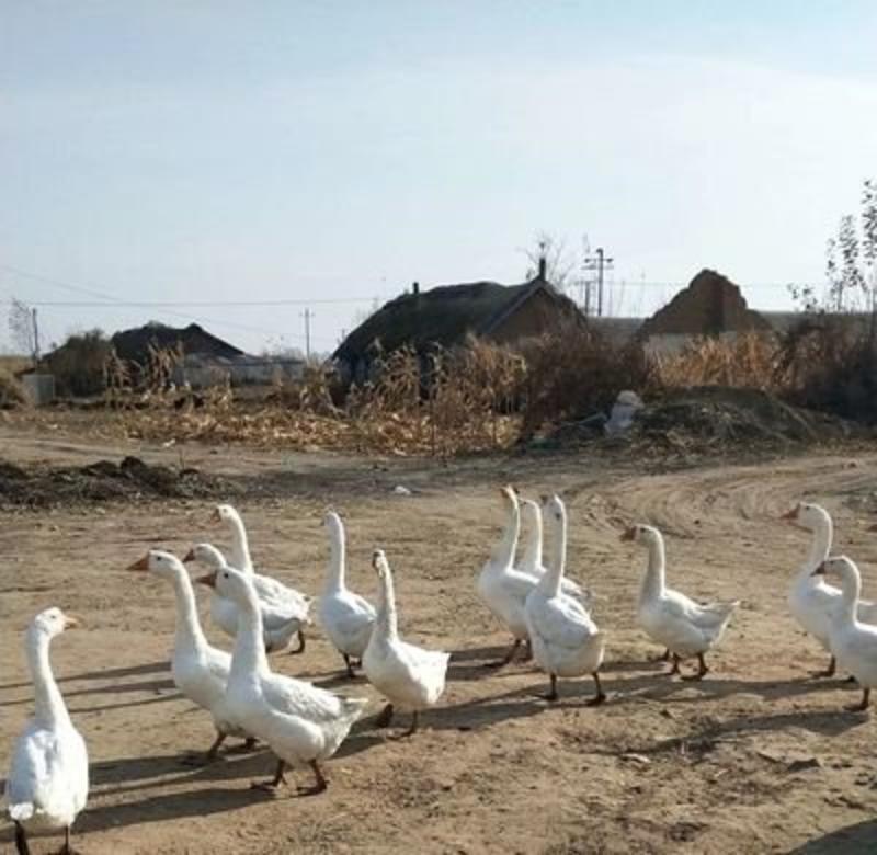 鹅，白条鹅，东北黑龙江省绥化市安达市当地大鹅，保质量