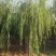 出售定植二次发帽垂柳，旱柳，规格全，冠副大基地直供。