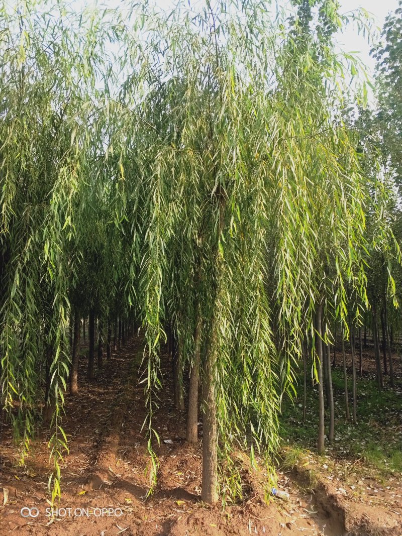 出售定植二次发帽垂柳，旱柳，规格全，冠副大基地直供。