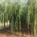 出售定植二次发帽垂柳，旱柳，规格全，冠副大基地直供。