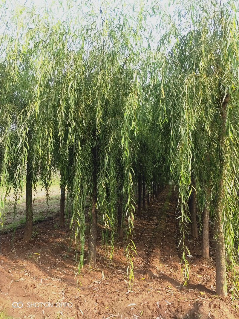 出售定植二次发帽垂柳，旱柳，规格全，冠副大基地直供。