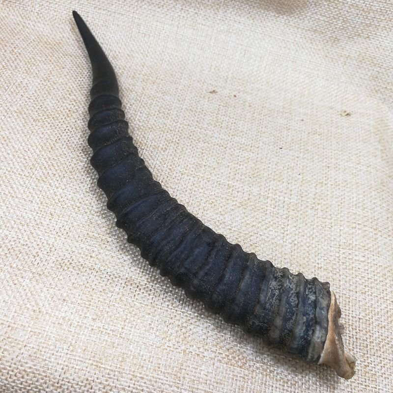 黄羊角，产地直道地药材，质优价实，品质保证，药典标准一公