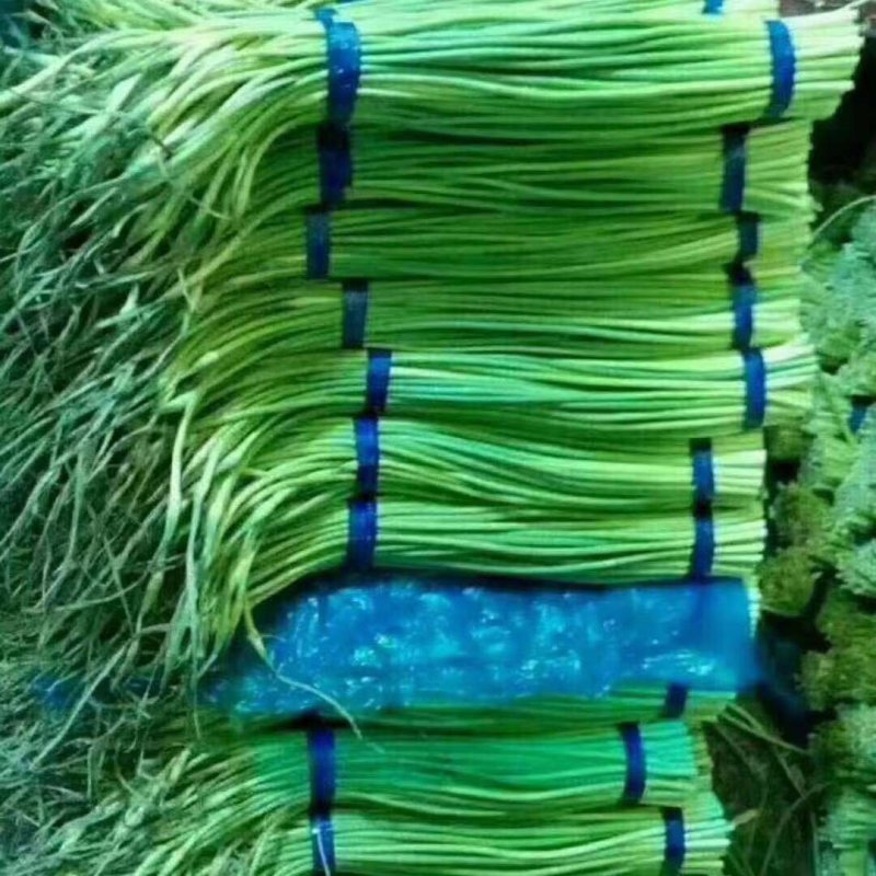 产地直供蒜苔精品40~60cm。产地直销，量大质优