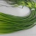 产地直供蒜苔精品40~60cm。产地直销，量大质优