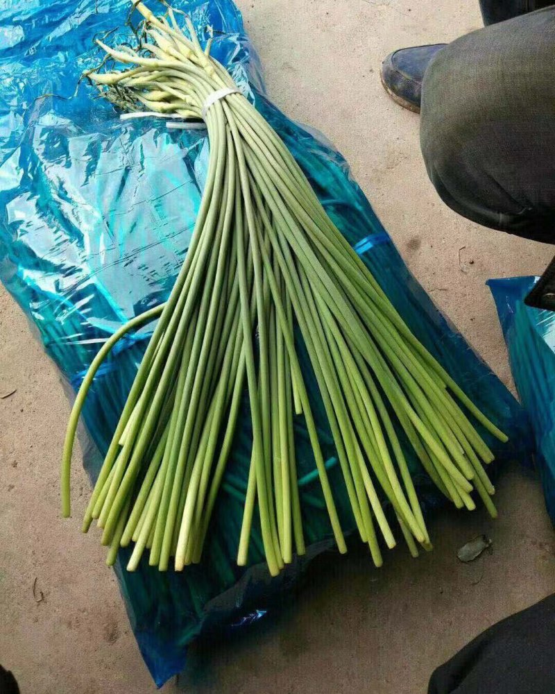产地直供蒜苔精品40~60cm。产地直销，量大质优