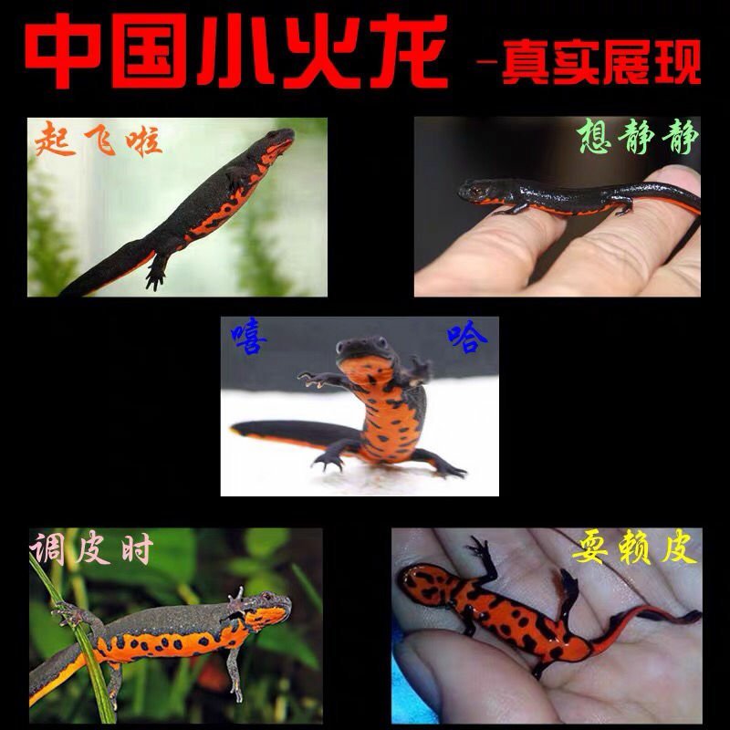 观赏鱼类东方蝾螈小火鱼清道夫批发包邮包活跑江湖