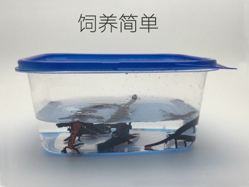观赏鱼类东方蝾螈小火鱼清道夫批发包邮包活跑江湖