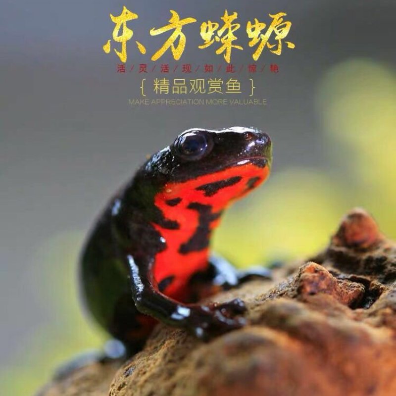 观赏鱼类东方蝾螈小火鱼清道夫批发包邮包活跑江湖