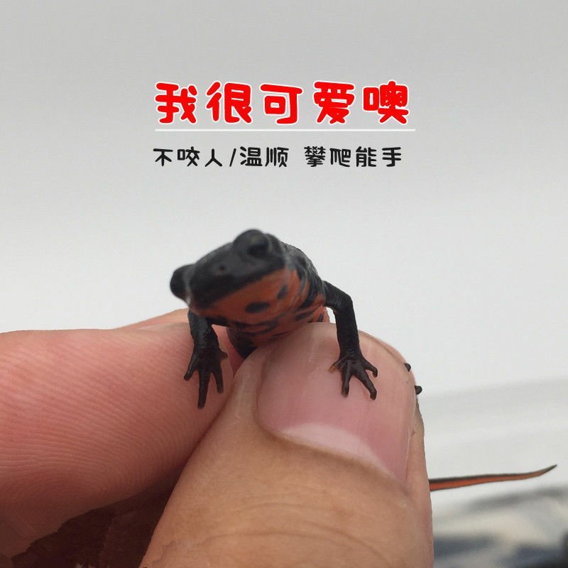 观赏鱼类东方蝾螈小火鱼清道夫批发包邮包活跑江湖