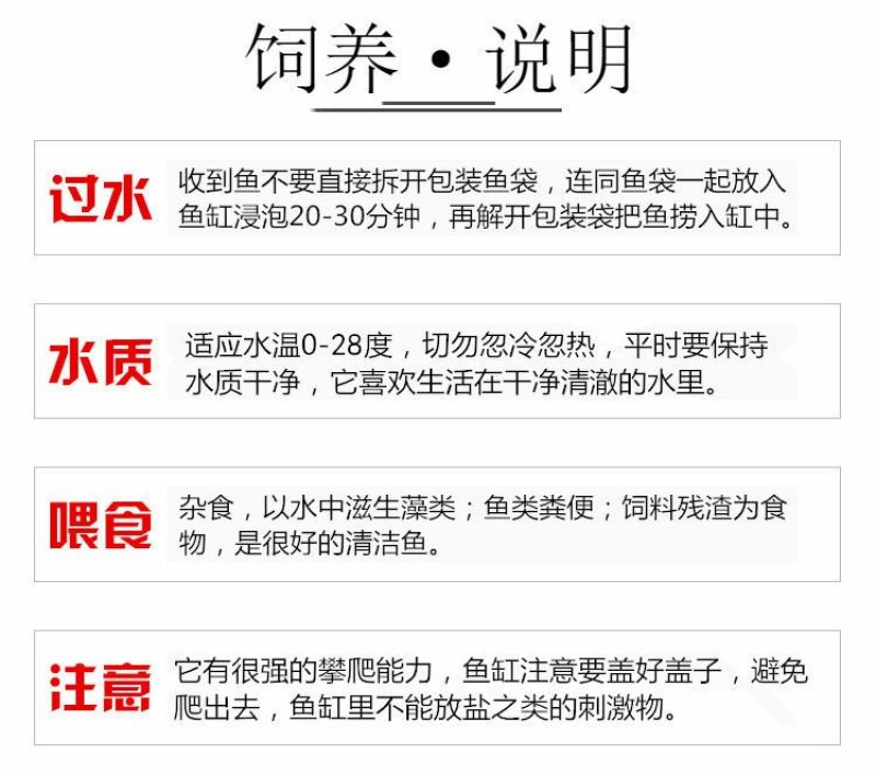 观赏鱼类东方蝾螈小火鱼清道夫批发包邮包活跑江湖