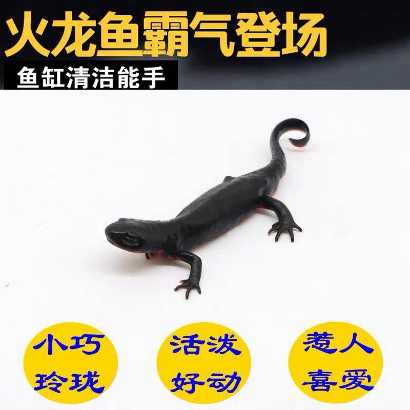 观赏鱼类东方蝾螈小火鱼清道夫批发包邮包活跑江湖