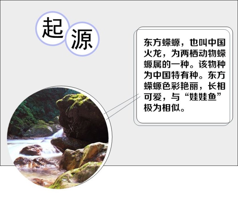 观赏鱼类东方蝾螈小火鱼清道夫批发包邮包活跑江湖