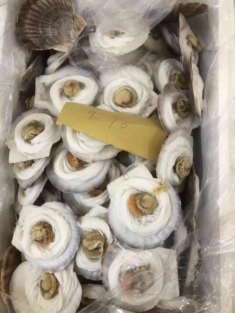 粉丝贝，鲜活速冻，可蒜蓉酱篜烤。冷链物流全国配送。