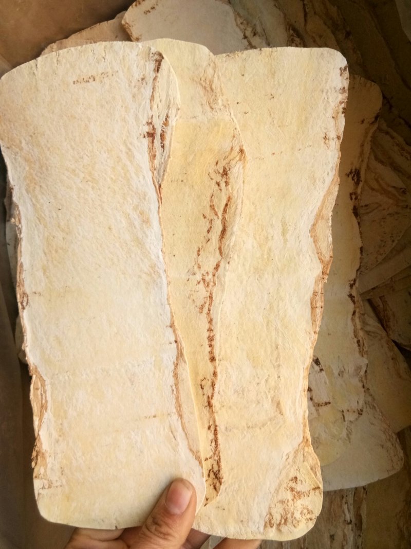 黄芪大压片甘肃无硫熏质量货24时发货
