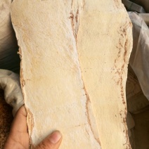 黄芪大压片甘肃无硫熏质量货24时发货