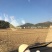 曲靖市马龙区200亩蔬菜基地出租