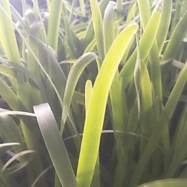 韭菜已大量上市，欢迎前来收购