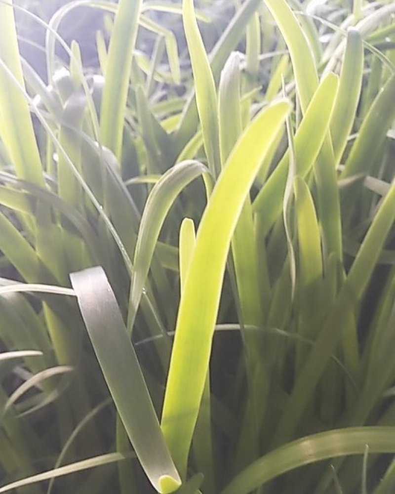 韭菜已大量上市，欢迎前来收购