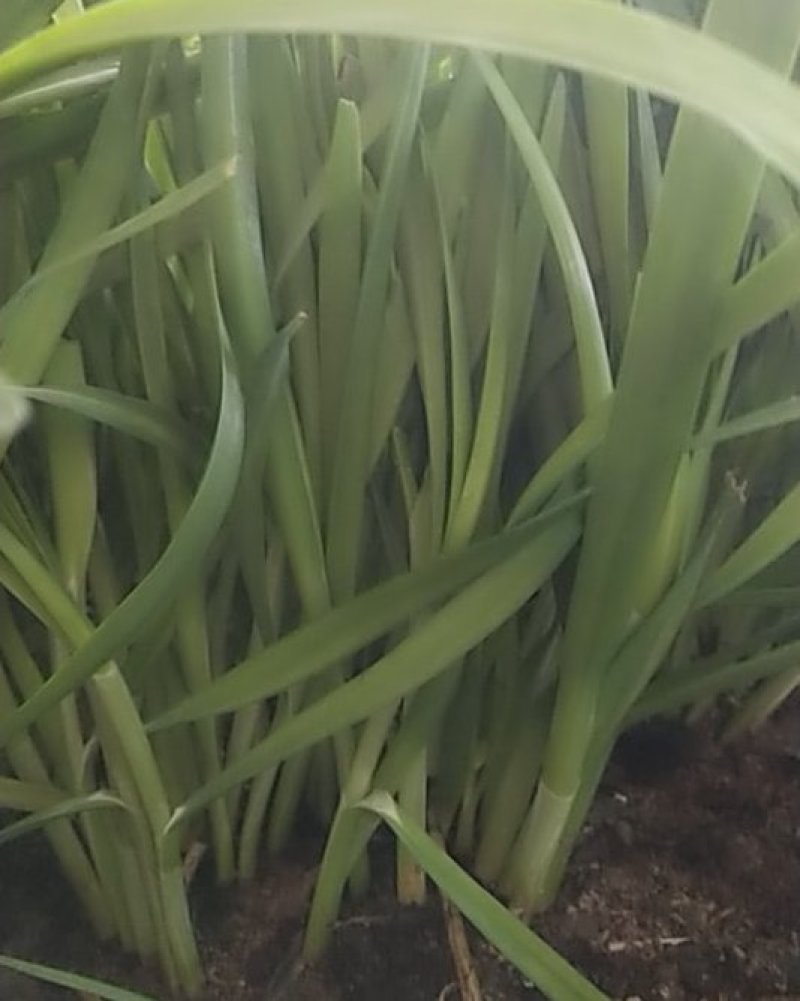 韭菜已大量上市，欢迎前来收购