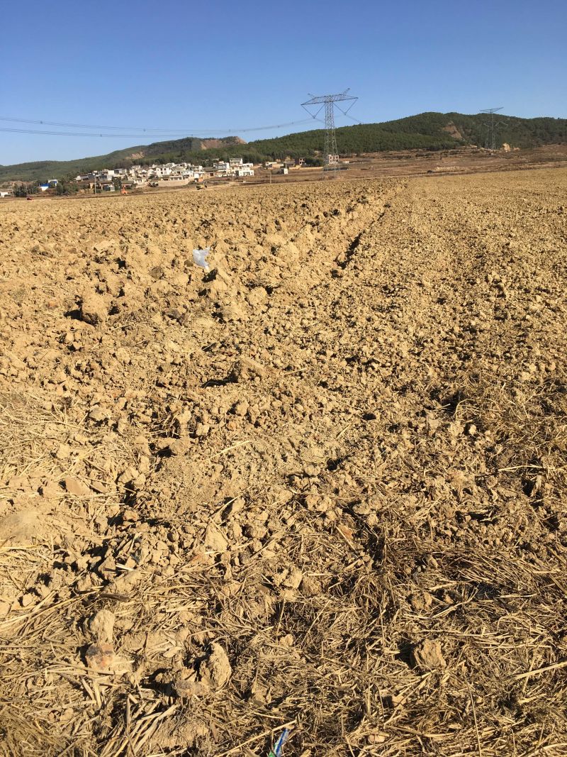 曲靖市马龙区200亩蔬菜基地出租