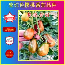 乾德紫娃紫红色樱桃番茄种子早春秋延茬口栽培