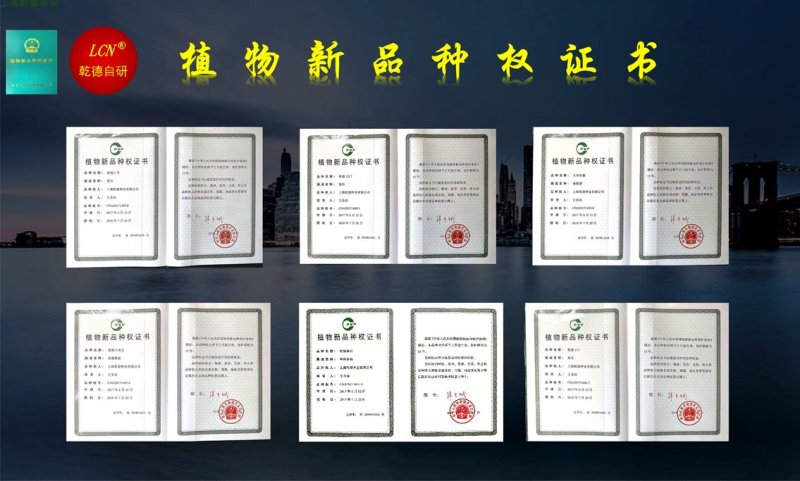 乾德紫娃紫红色樱桃番茄种子早春秋延茬口栽培