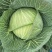 脆包菜连花白2~3公斤产地直供
