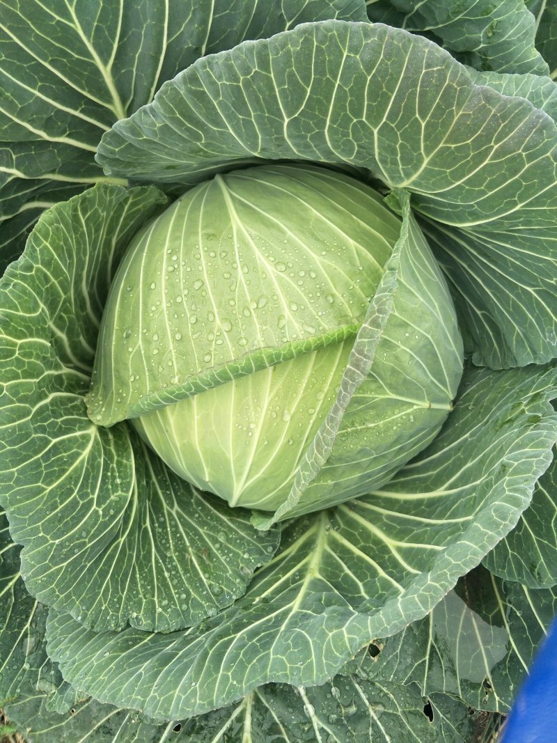 脆包菜连花白2~3公斤产地直供