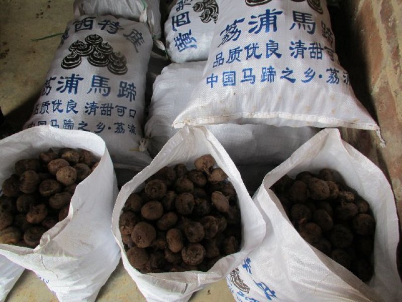 【广西特产】正宗荔浦马蹄统果+大号口感清甜、化渣