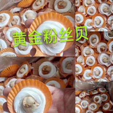 黄金粉丝贝，篜烤兼可，冷链物流全国配送。