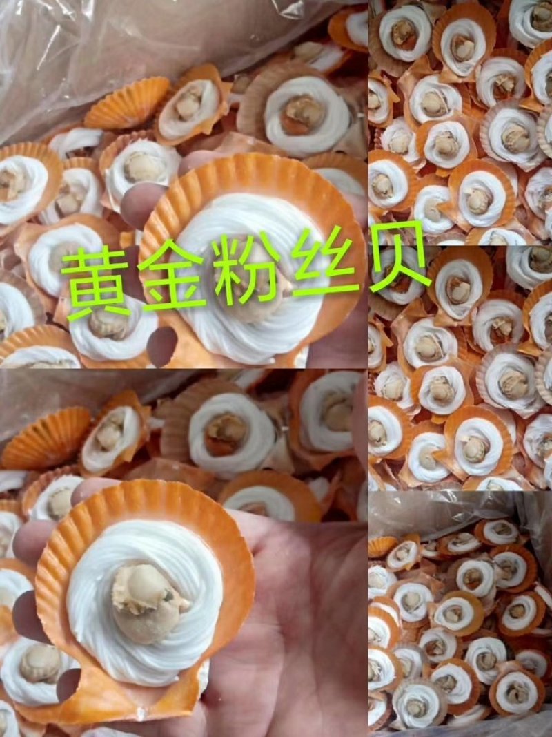 黄金粉丝贝，篜烤兼可，冷链物流全国配送。