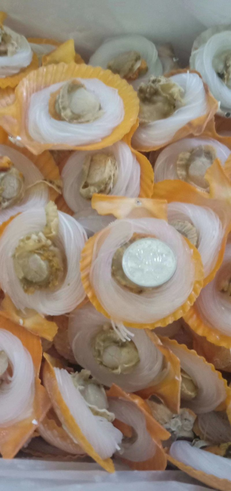 黄金粉丝贝，篜烤兼可，冷链物流全国配送。