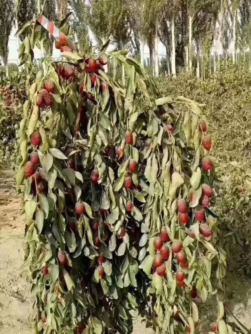 自家原装灰枣