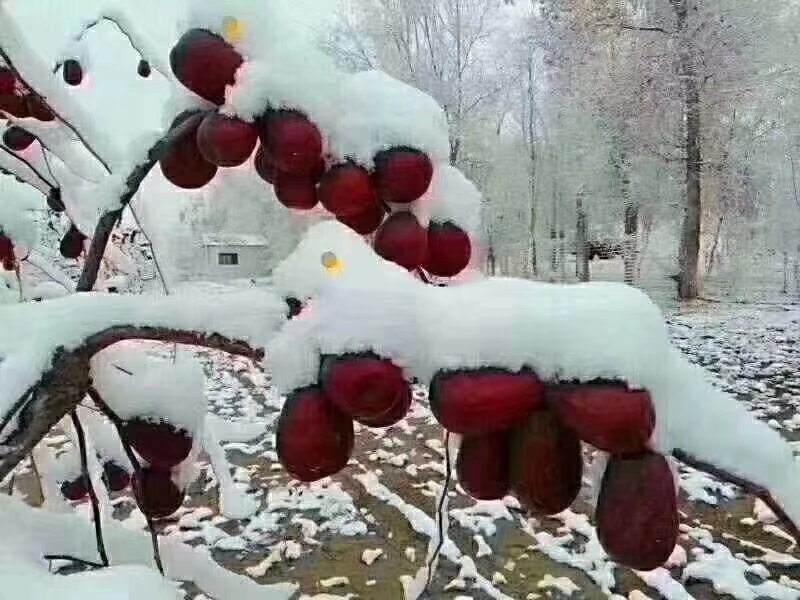 自家原装灰枣