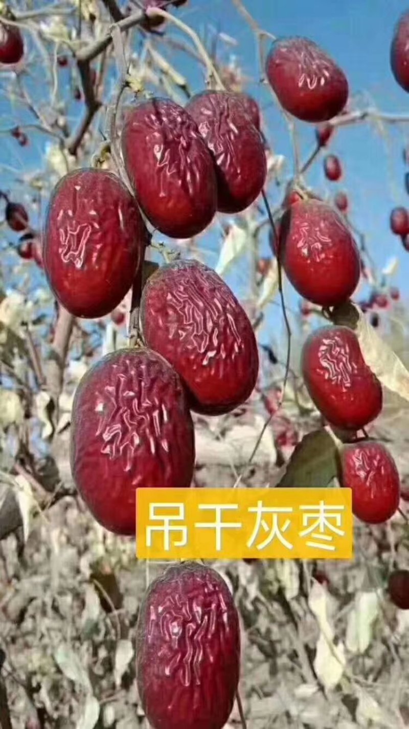 自家原装灰枣