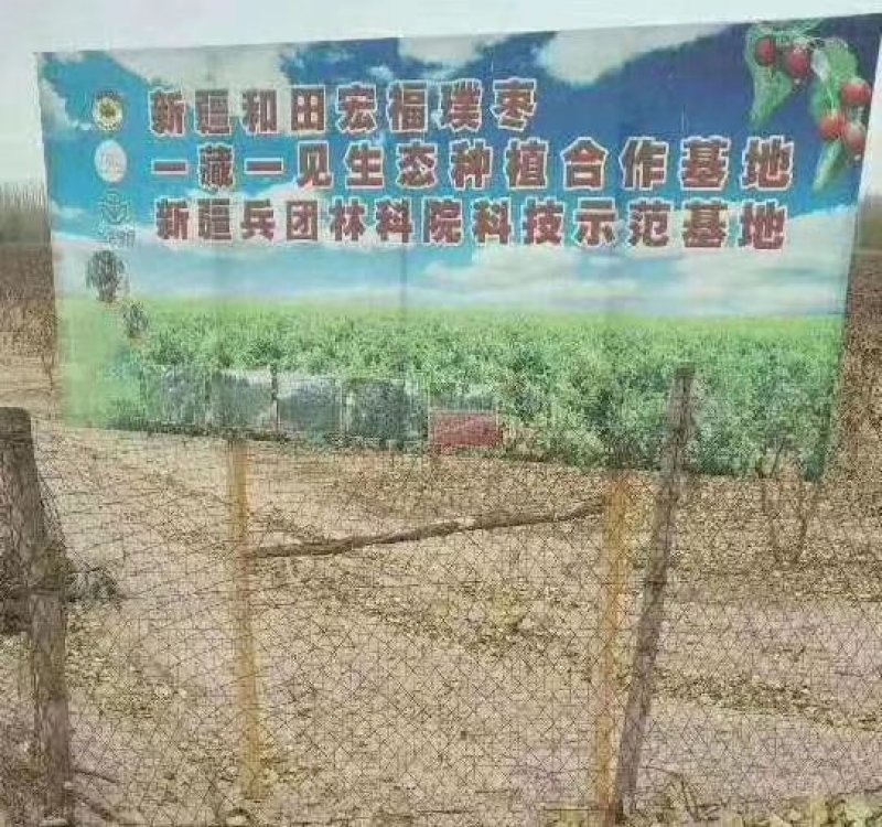 自家原装灰枣