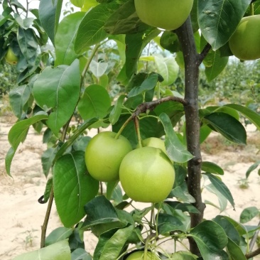 翠冠梨苗.黄金梨树.秋月.圆黄