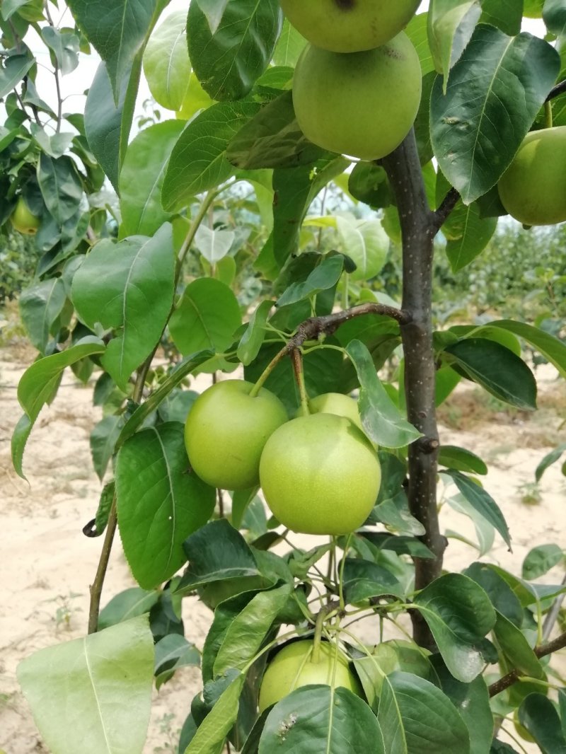 翠冠梨苗.黄金梨树.秋月.圆黄