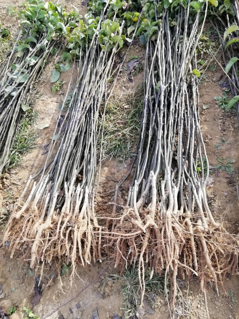 翠冠梨苗.黄金梨树.秋月.圆黄
