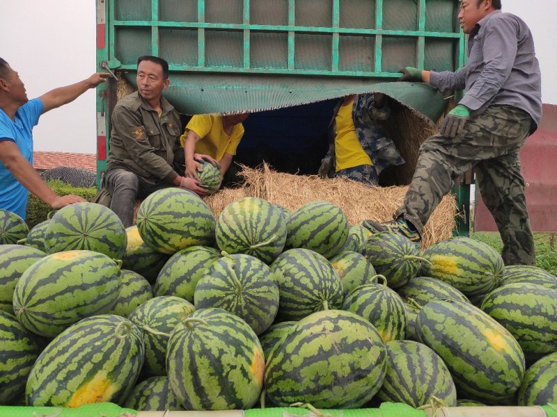 【优惠】青农甜王无瓜蒌不起棱，不裂果，不空心，不倒瓤