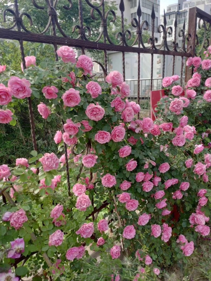 蔷薇扦插小苗四季开花量大带香味爬藤速度快